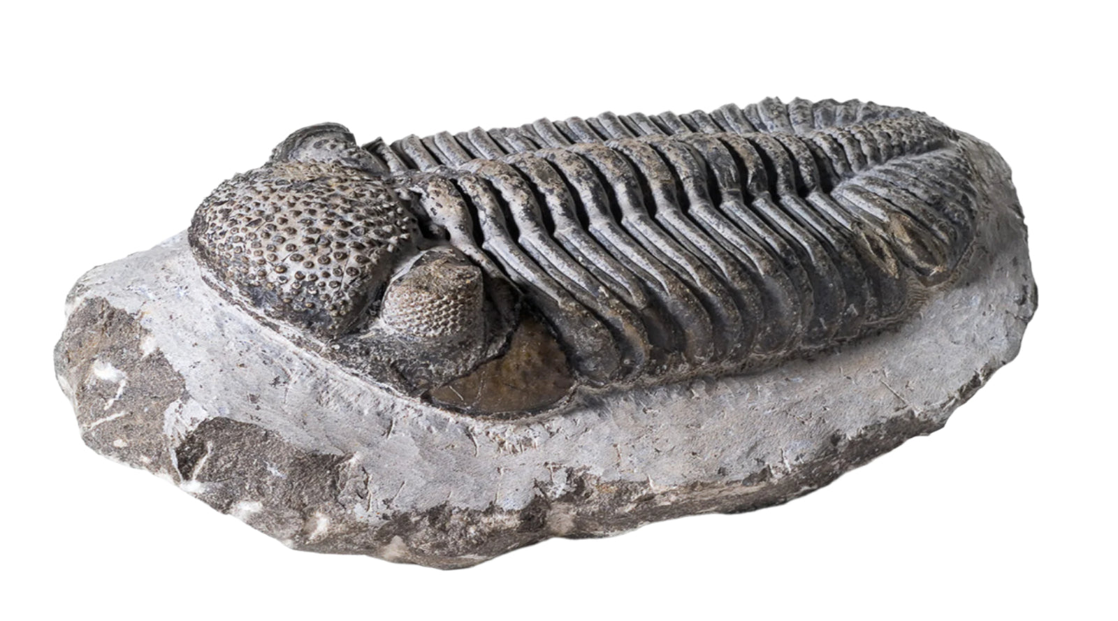 Rough Trilobite Fossil