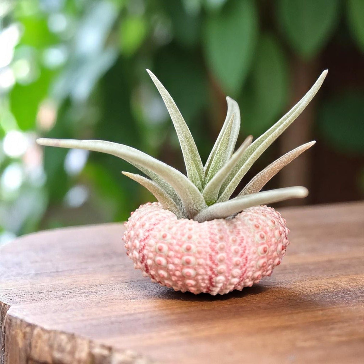 Air Plant