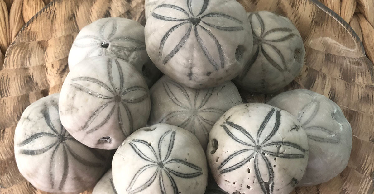 NC Sea Biscuit Fossils