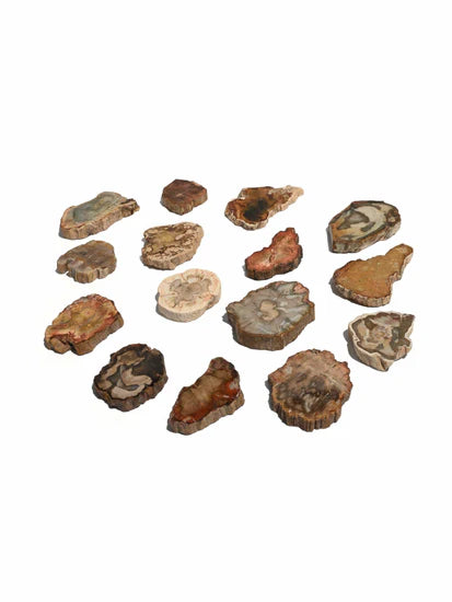 Petrified Wood Slice