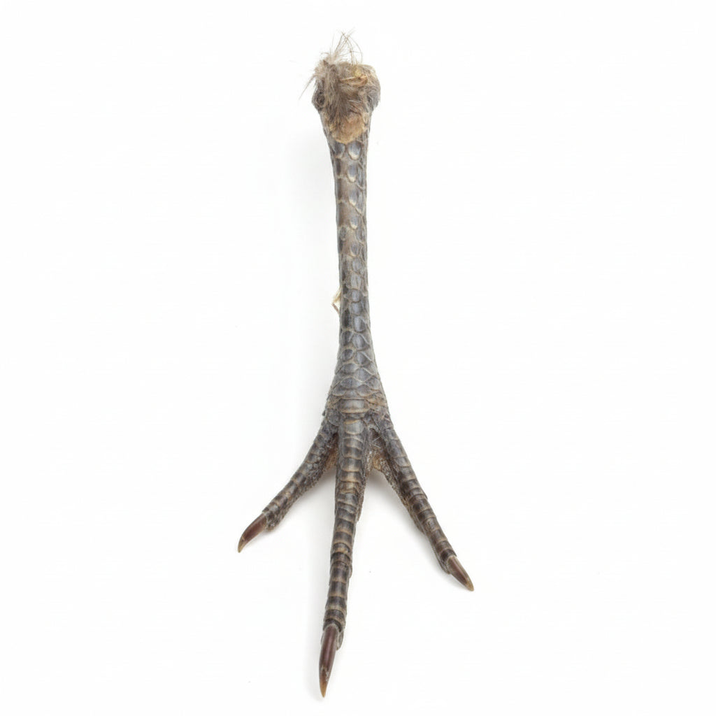 Pheasant Foot