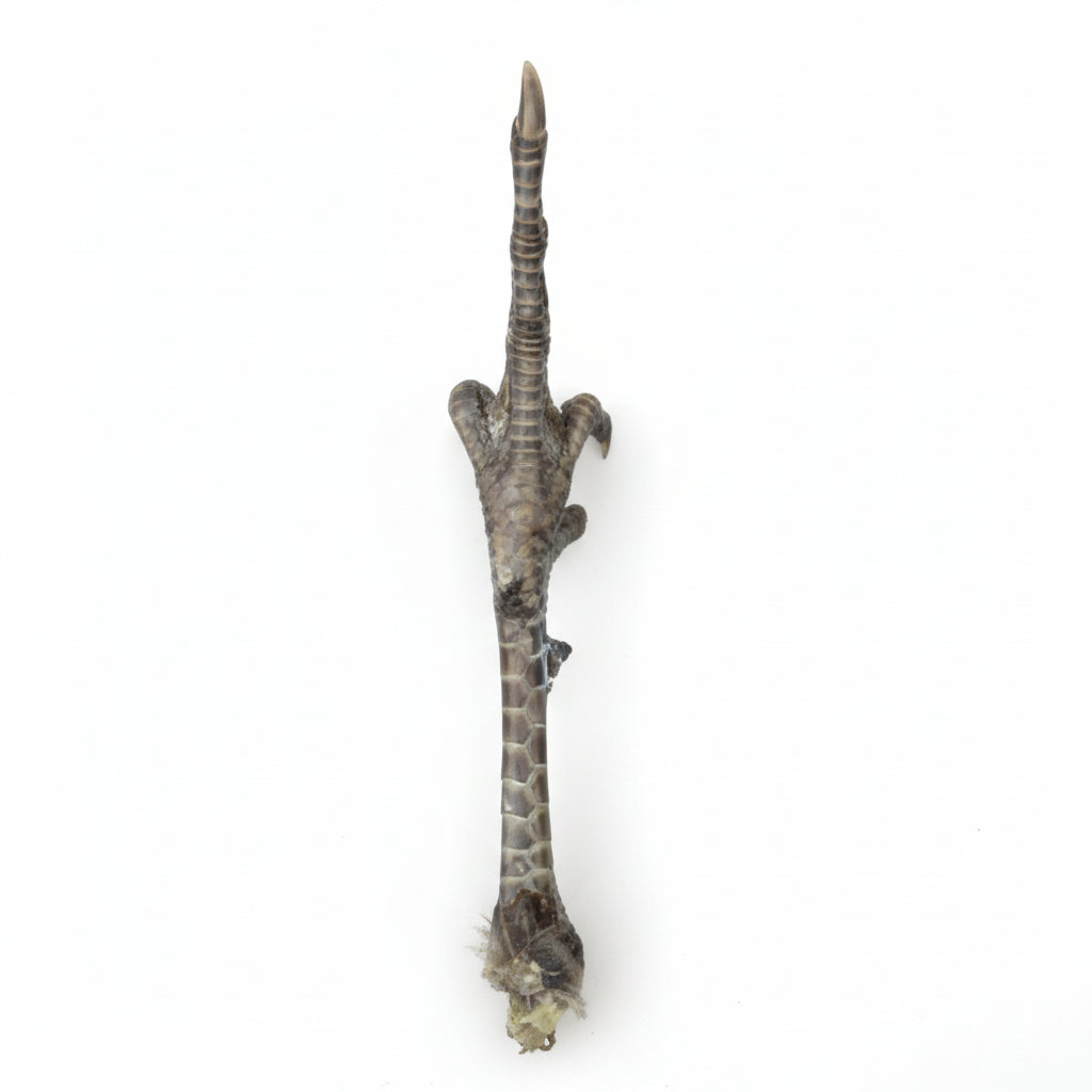Pheasant Foot