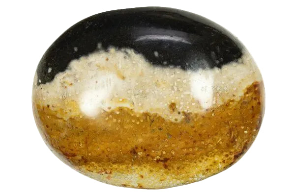 Palm Stone Palm Root Fossill