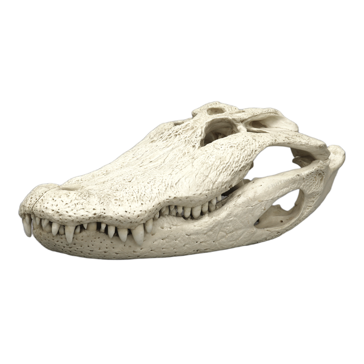 Alligator Skull