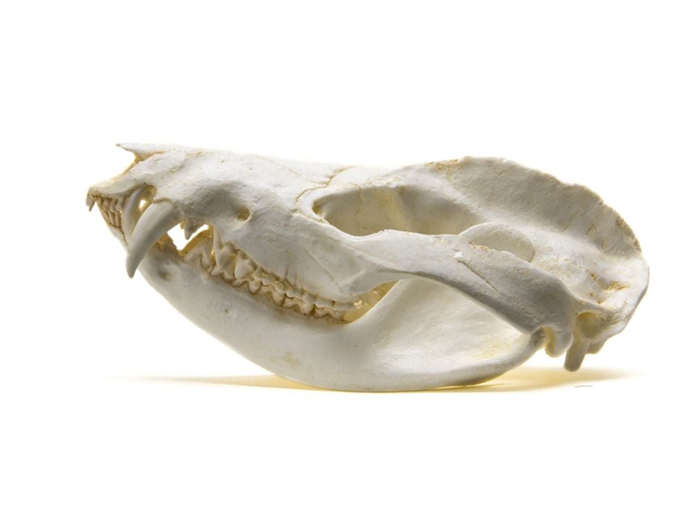 Opossum Skull