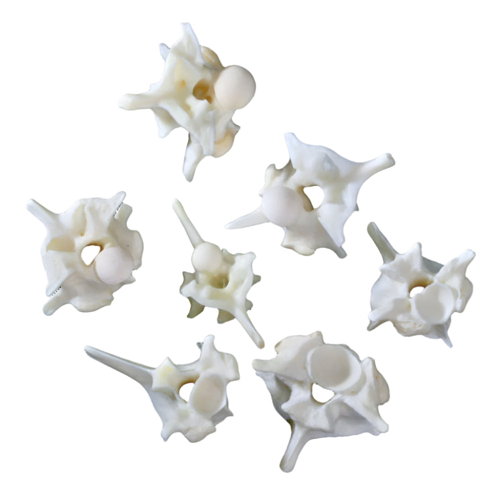 Rattlesnake Vertebrae