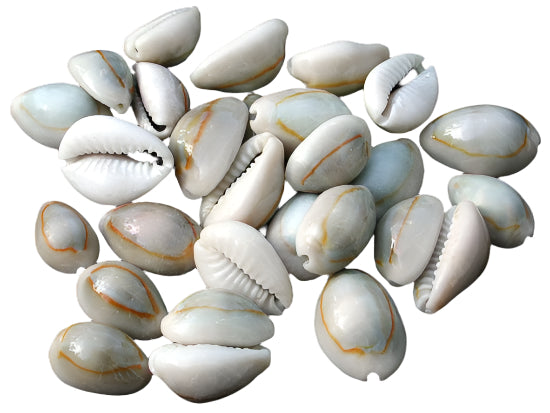 Cowrie Shells (4 for $1)