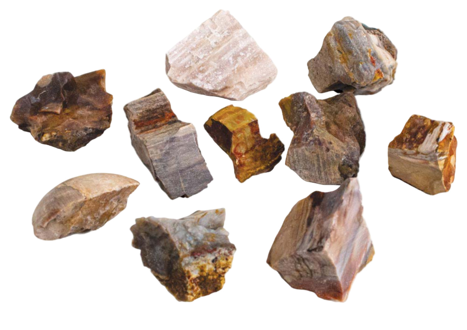 Petrified Wood Rough Specimens