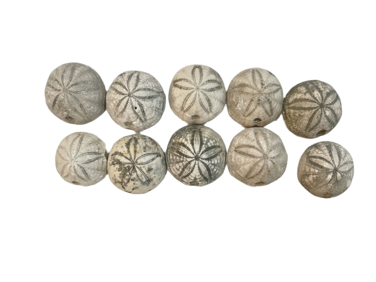 NC Sea Biscuit Fossils