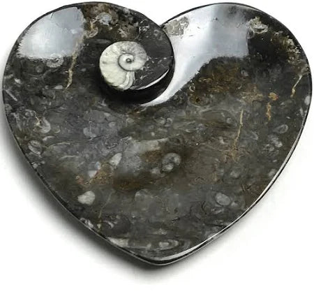 Goniatite Fossil Bowl