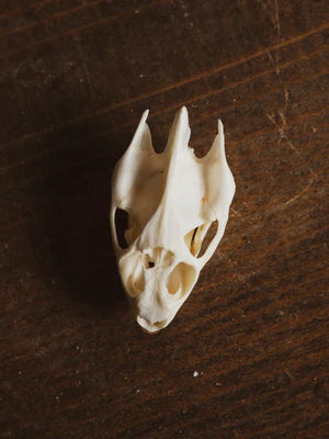 Turtle Skull