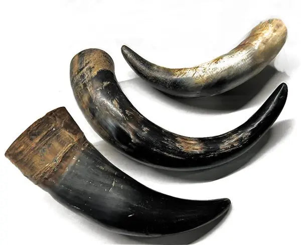 Water Buffalo Horn
