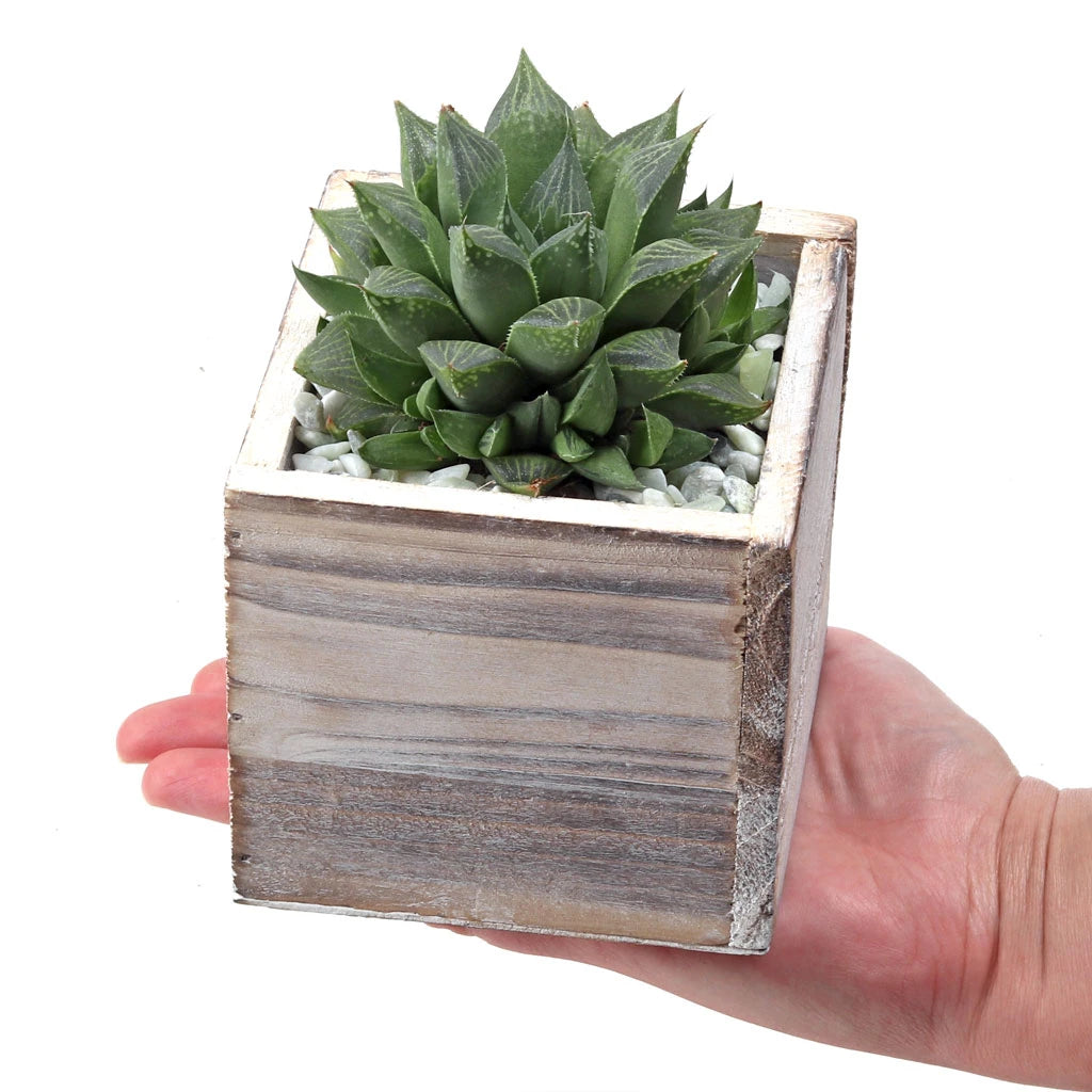 Succulent Plant