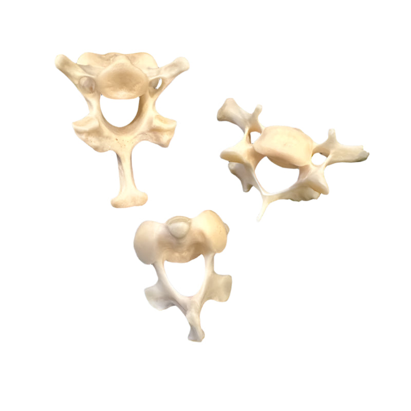 Animal Vertebrae
