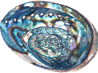 Abalone Shell 5.5"-6"