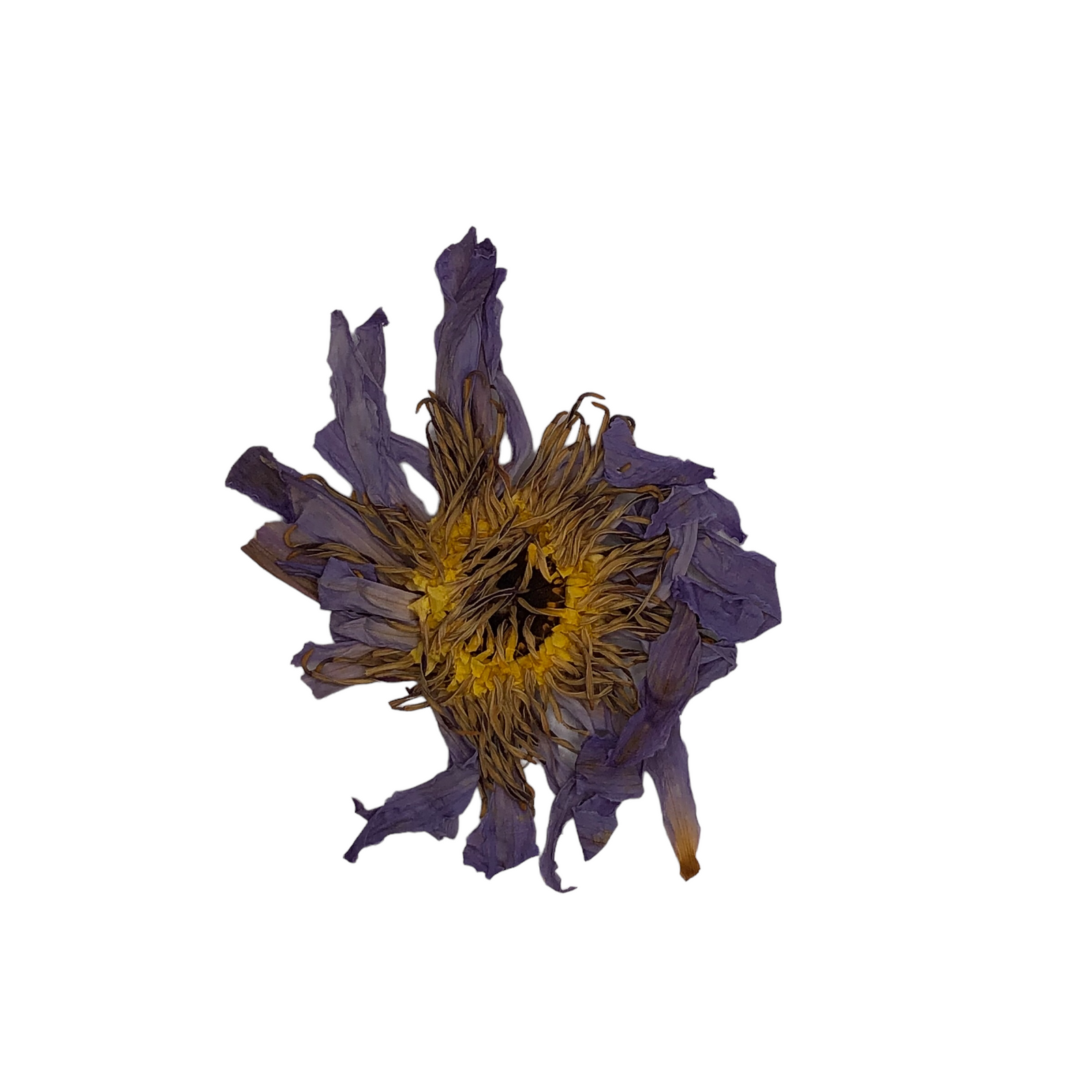 Blue Lotus Flower 1 Gram