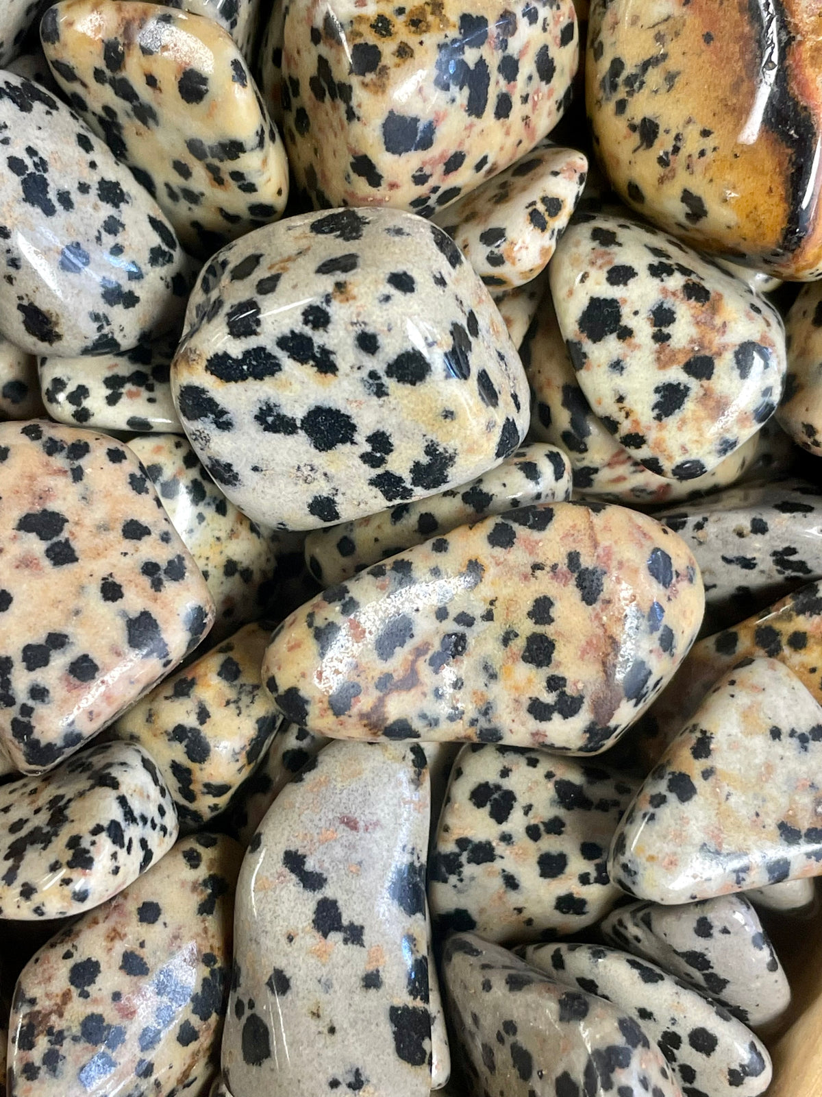 Dalmatian Stone Tumbled