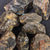 Amber Rough