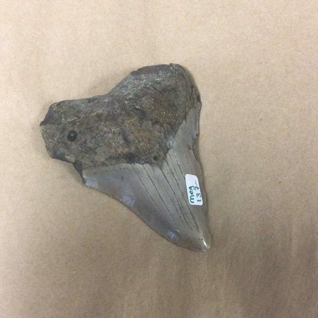 Megalodon Teeth in Frames